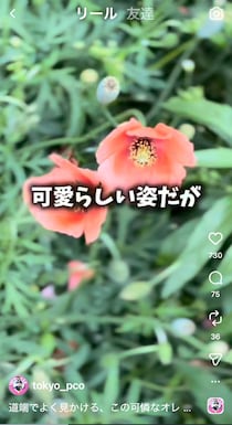 【要注意】道端で見掛けるオレンジの花、素手で触っちゃダメ！　その理由は？