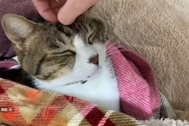【動画】不満げな声がまたカワイイのよ…これが「抗議する猫」です！
