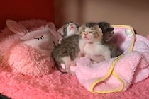 「どこニャ…？」生後9日の子猫たちのよちよち歩きに「尊すぎる」「守ってあげたくなる」視聴者が悶絶！