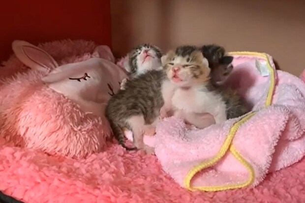 「どこニャ…?」生後9日の子猫たちのよちよち歩きに「尊すぎる」「守ってあげたくなる」視聴者が悶絶!