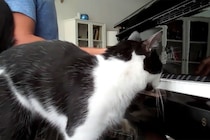 「演奏より優先ニャ～！」ピアノを弾く飼い主に対し猫がとった行動がかわいすぎ！“強引なおねだり”に視聴者悶絶