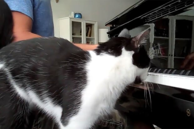 「演奏より優先ニャ～！」ピアノを弾く飼い主に対し猫がとった行動がかわいすぎ！“強引なおねだり”に視聴者悶絶