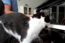 【動画】ピアノに嫉妬してる！？“かまってアピール”する猫さんを見る！