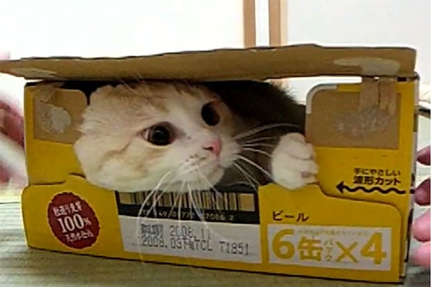 「絶対出ニャいもん！」“ビール箱猫”動画に…「16年見続けています」「また見ちゃいました」視聴者から17年以上愛される理由