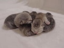 【動画あり】「かわいすぎる！」　これが、子猫の“世界最弱”の全力威嚇です！