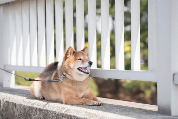 犬＆猫が「最近あまり動かない」…年のせいと諦めないで　見逃してはいけない“痛みのサイン”とは