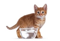【危険】猫に「炭酸水を与えちゃダメ」って本当？→獣医師「命に関わります」
