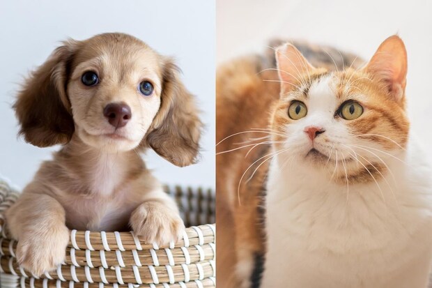 《ペットの名前》ランキング2026発表 犬&猫の1位は“同じ”結果に