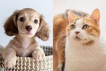 【1～10位】犬＆猫の名前ランキング　TOP10を見る！