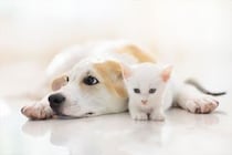「ペットにしたい動物」ランキング　3位「ハリネズミ」…1位は猫or犬？