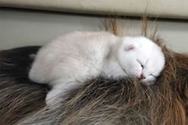 「あとはお願いニャン…」 母猫から子守りを託された大型犬→あまりに深すぎる“愛情”表現に視聴者が感動！