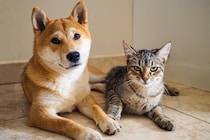 《ペットの名前》ランキング2026　男の子1位は犬・猫とも「レオ」　女の子は？