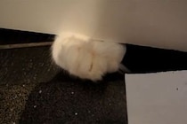 【動画】「賢いし、カワイイ…！！」フワフワ肉球“猫さん全身”を見る