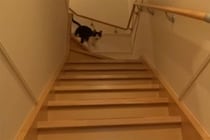 【動画あり】「どこ行ってたニャ！」3日ぶりに再会した時の“猫のお出迎え”がカワイすぎる！「愛情が伝わってくる～」視聴者が嫉妬！