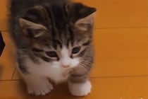 「ニャんだお前は！」マンチカンの子猫と白熱バトルを繰り広げた“モノ”とは！？“かわいすぎるしぐさ”に視聴者が悶絶