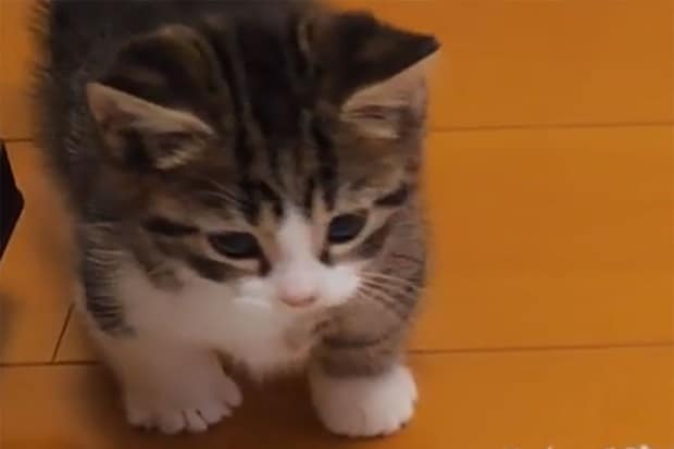 「ニャんだお前は！」マンチカンの子猫と白熱バトルを繰り広げた“モノ”とは！？“かわいすぎるしぐさ”に視聴者が悶絶