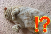 【画像】「ヨガパンツを履いた猫」を見る！（6枚）