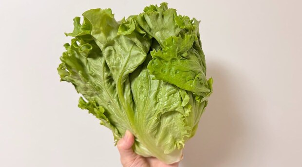 買った「レタス」がなかなか減らない…解決できるかも　JA全農が教える“おすすめレシピ”とは？