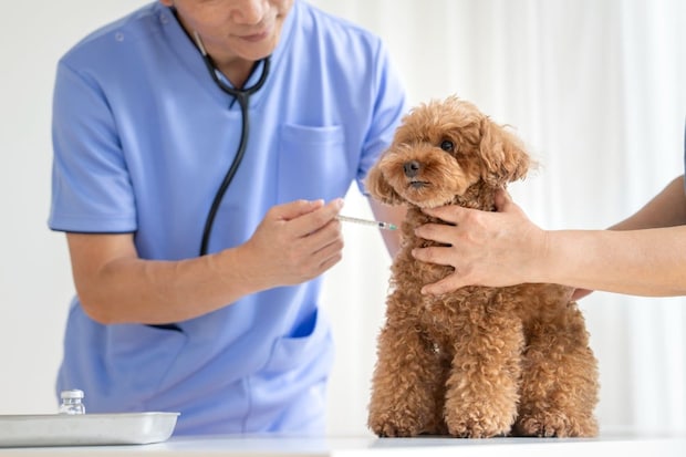 犬の室内飼いでも「混合ワクチン」は必要？　「狂犬病ワクチン」との違い＆犬の予防薬を服用する前の“意外なルール”とは