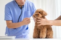【要注意】意外すぎる「皮」も絶対ダメ！　これが「犬猫が食べたら危険なもの」11例です
