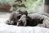 【豆知識】飼い主は見逃さないで…死期が迫った犬が「最期に伝えようとする」サインとは
