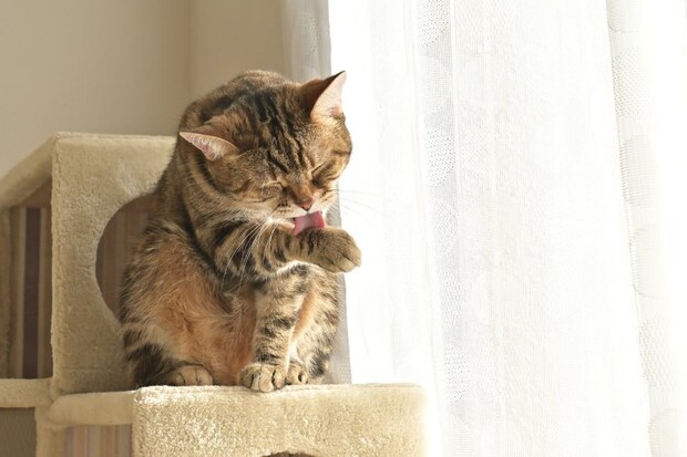 「猫飼うとゴキブリいなくなる」という情報も…もしかして食べている? 注意点を獣医師が解説