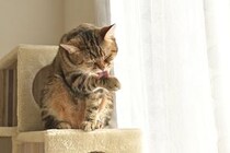 【要注意】意外すぎる「皮」も絶対ダメ！　これが「犬猫が食べたら危険なもの」11例です