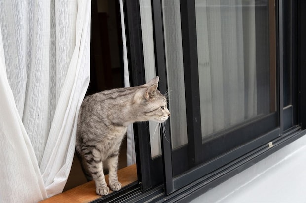 愛猫が脱走…飼い主はどうすれば良い？　迷子のペットを捜索するプロに“コツ”と心構えを聞いた