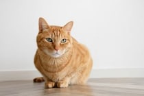 猫は遺伝上「腎臓病」になりやすい…飼い主が与えてはいけない食べ物とは