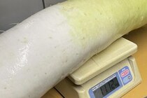 農家「消費者の方々見たことないだろ」→なんと“11キロ”巨大ダイコン　驚きの画像
