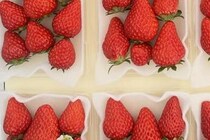 農家「時間があるときだけですが…」イチゴのパックに“粋な計らい”「初めて見た」