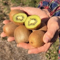 農家おすすめ！　豊富な栄養もしっかり　「つるん！」とむけるテクニック　規格外“小さいキウイ”は「残念じゃない」