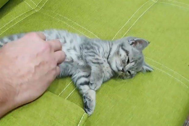 「気持ち良いニャ～！」手のひらサイズのちっちゃな子猫がマッサージされる光景が尊い！「小さな毛玉の天使！」視聴者悶絶