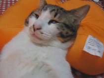 半目で…おっさんのように眠る猫に“開始1秒”で爆笑！　視聴者「生まれ変わりはほんとにある」「この表情（笑）」