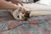 【激カワ】毛布グルグル巻きの子猫さんの“キョトン顔”がたまらん～！「こんなブリトー欲しい」の声
