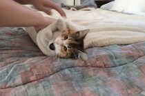 【動画】全てを受け入れた子猫…　愛らしい“キャットブリトー”完成形