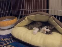【動画あり】「とんでもない天使を保護したな」　フカフカ布団で「スヤァ…」保護5日目の子猫が“美猫”すぎて大反響