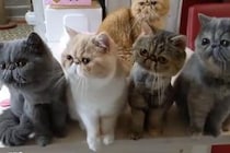 【動画】4匹…気付けばもう1匹…　奇跡のシンクロタイム、一部始終を見る！