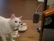 お気に入りの場所に掃除機が…白猫、攻撃するも“めっちゃかわいい”ポーズに！「世界を狙える猫パンチ！」「ガン飛ばしてるの笑える」