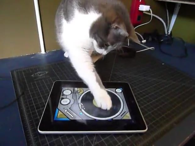まさかの《DJ猫》爆誕！？　iPadで器用にスクラッチ！「最高にかわいい」「応援したくなる」