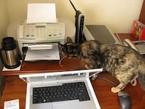 【画像6枚】なぜか立っちゃった！？　プリンターにびっくりの猫