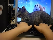 キーボードの上に居座る子猫、持ち上げられても動じず…？「もはや伝説」「笑い止まらん」