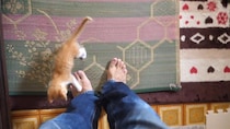 飼い主の姿を見つけた保護子猫→ずっとついてくる！　試しに“逃げて”みると？「たまらない」「幸せ以外の何ものでもない」