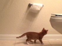 いたずら子猫がトイレットペーパーを発見→かわいすぎる結末に！「みんな通る道」「不器用さがたまらん」