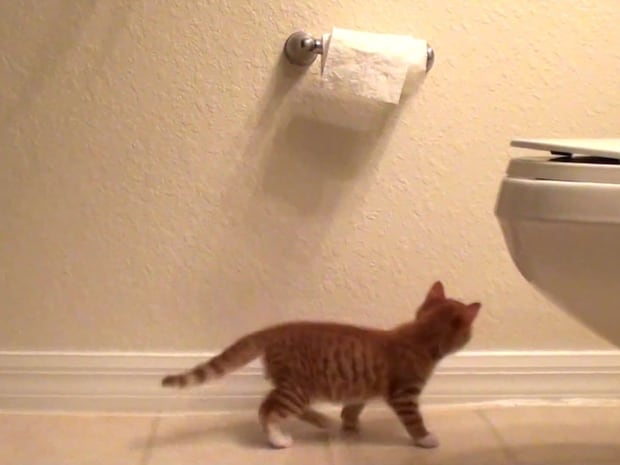 いたずら子猫がトイレットペーパーを発見→かわいすぎる結末に！「みんな通る道」「不器用さがたまらん」