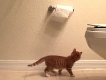 【動画】子猫がトイレットペーパーを発見…　笑っちゃう結末に！