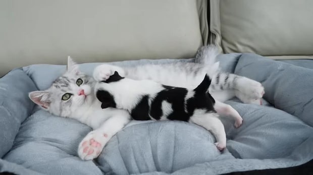 寂しがる保護子犬を慰める、子猫の《一番優しい方法》に視聴者感動…「泣ける」「私も落ち着いたよ」