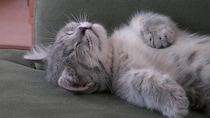 不思議とずっと見ていられる…《あおむけで眠る猫》が無防備すぎる！「初めて見るかわいさ」「なんて平和な時間」