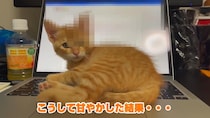 キーボードを占拠、茶トラの子猫が《あざとすぎる》確信犯だった！「許すしかない」「天使ですね」