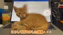 【動画】あざとすぎる…　天使な“確信犯”　茶トラの子猫の大胆な行動！